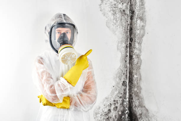 Mold Removal Services